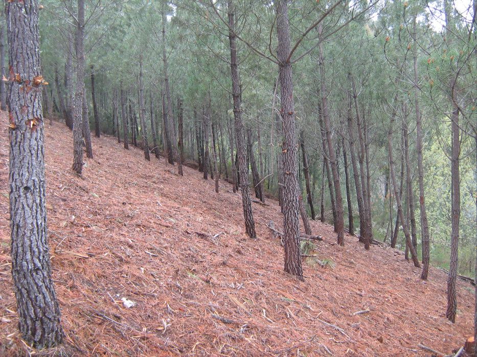 Limpezas Florestais, Limpezas de Terrenos - Trabalhos Especializados