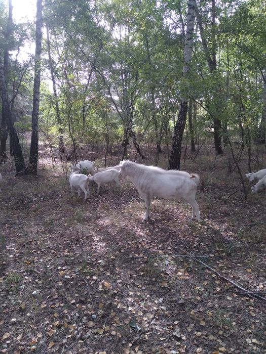 Цап для продовженя роду