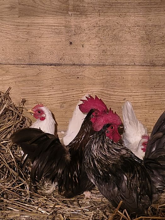 Sprzedam chabo z2025