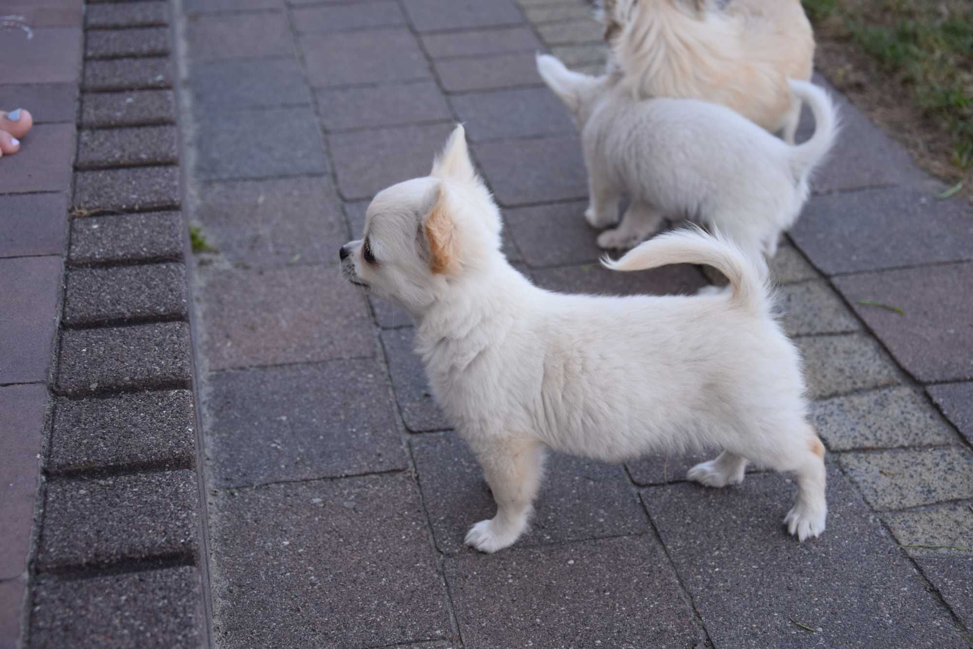 MINI Piesek chihuahua długowłosy Biały ZKwP FCI