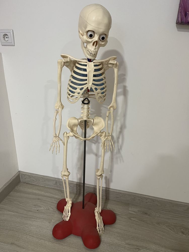 Esqueleto com suporte