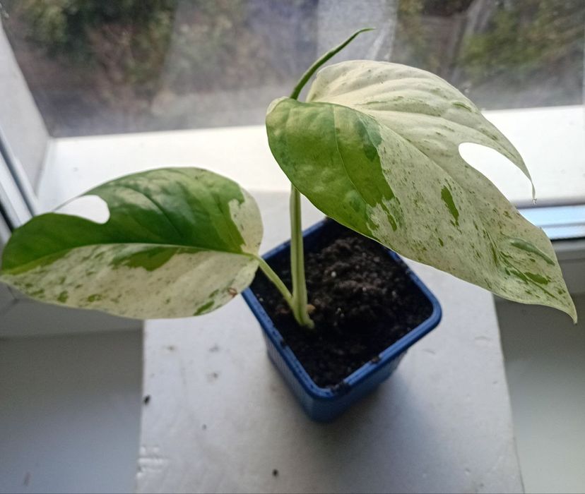 Сциндапсус, эпипремнум новинки.