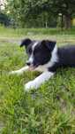 Cudowny piesek Border Collie - Tedi! Gotowy do odbioru!