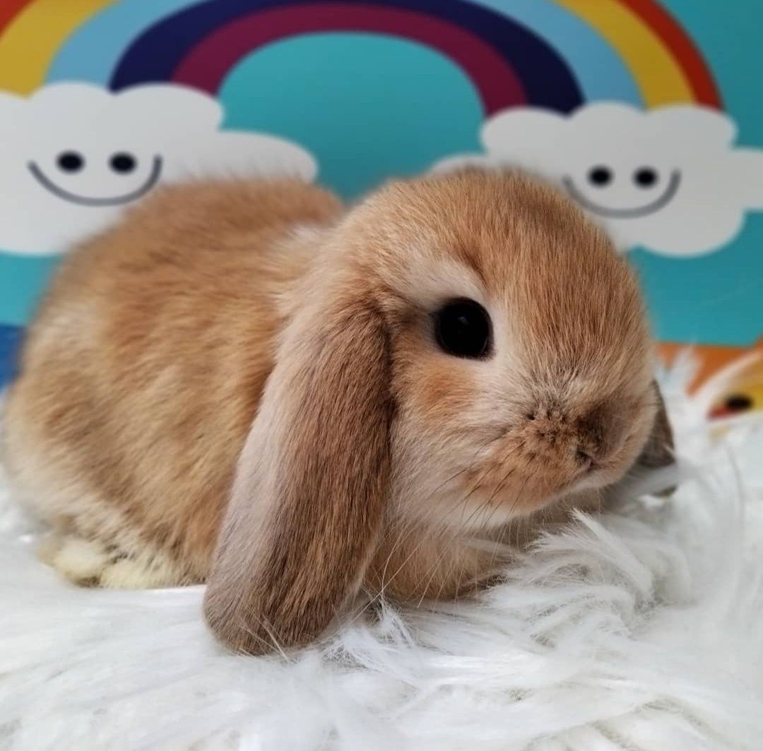 KIT Coelhos anões orelhudos, mini lop super inteligentes e dóceis