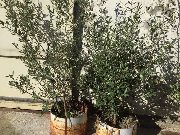 Vendo oliveiras