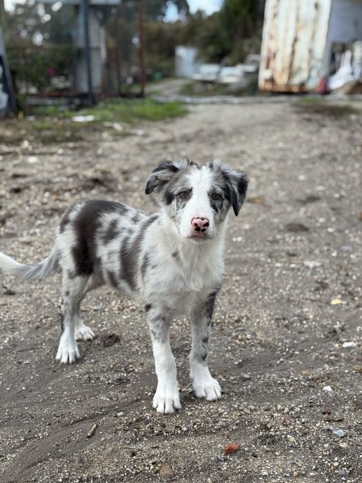 Border Collie azul merle