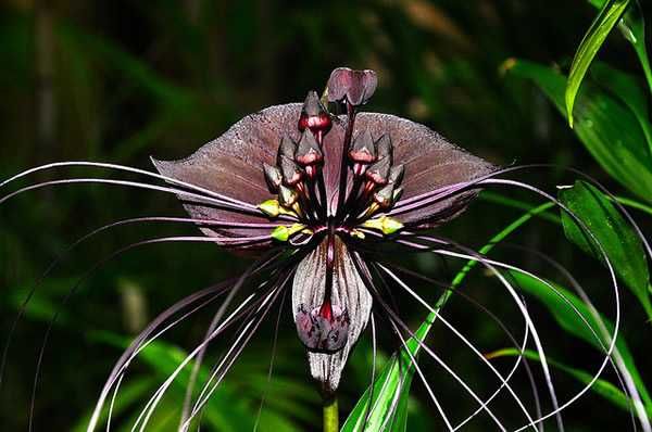 Flor-morcego - Tacca chantrieri - Sementes