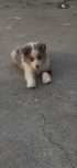 Cachorrinho Border Collie
