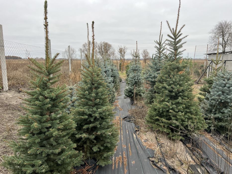 Ялина зелена Кейбаб (Kaibab) в грунті, жива ялинка, Ель зеленая