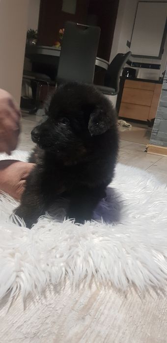 Owczarek niemiecki czarny pies zaszczepiony odrobaczony