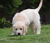 Golden Retriever szczenięta Zkwp fci