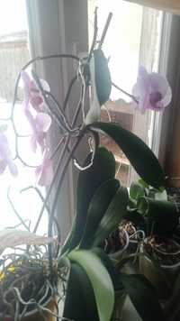 Детка орхидеи 200