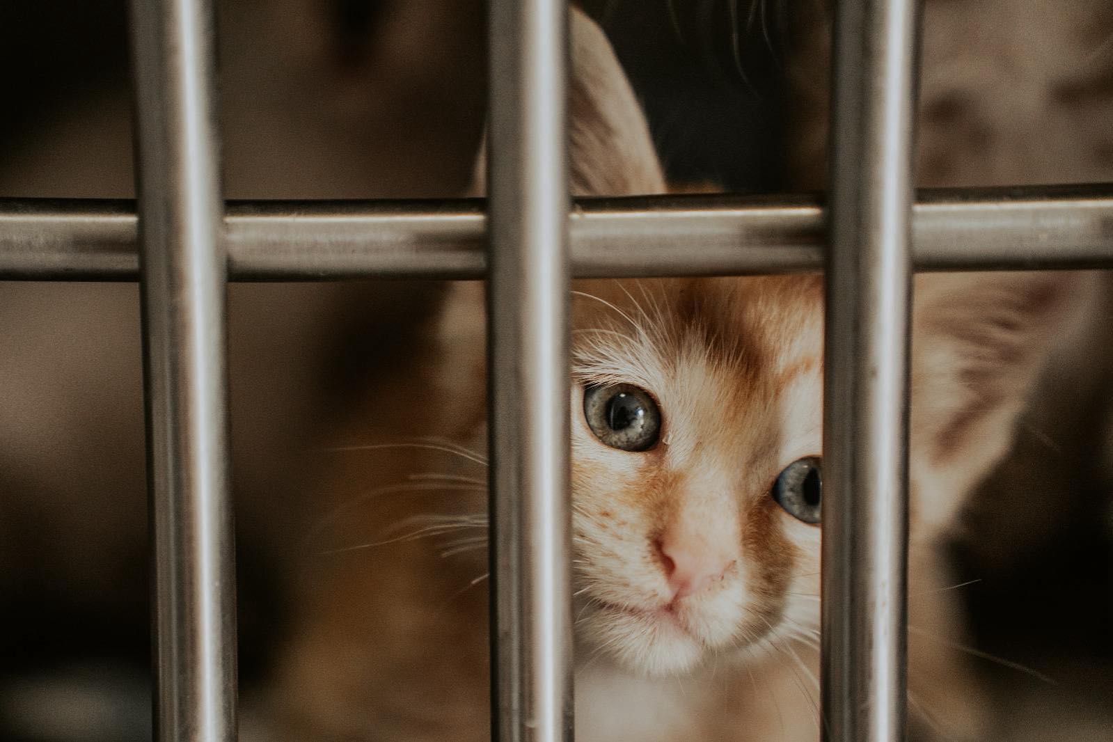 Gatinho que sonha com um lar