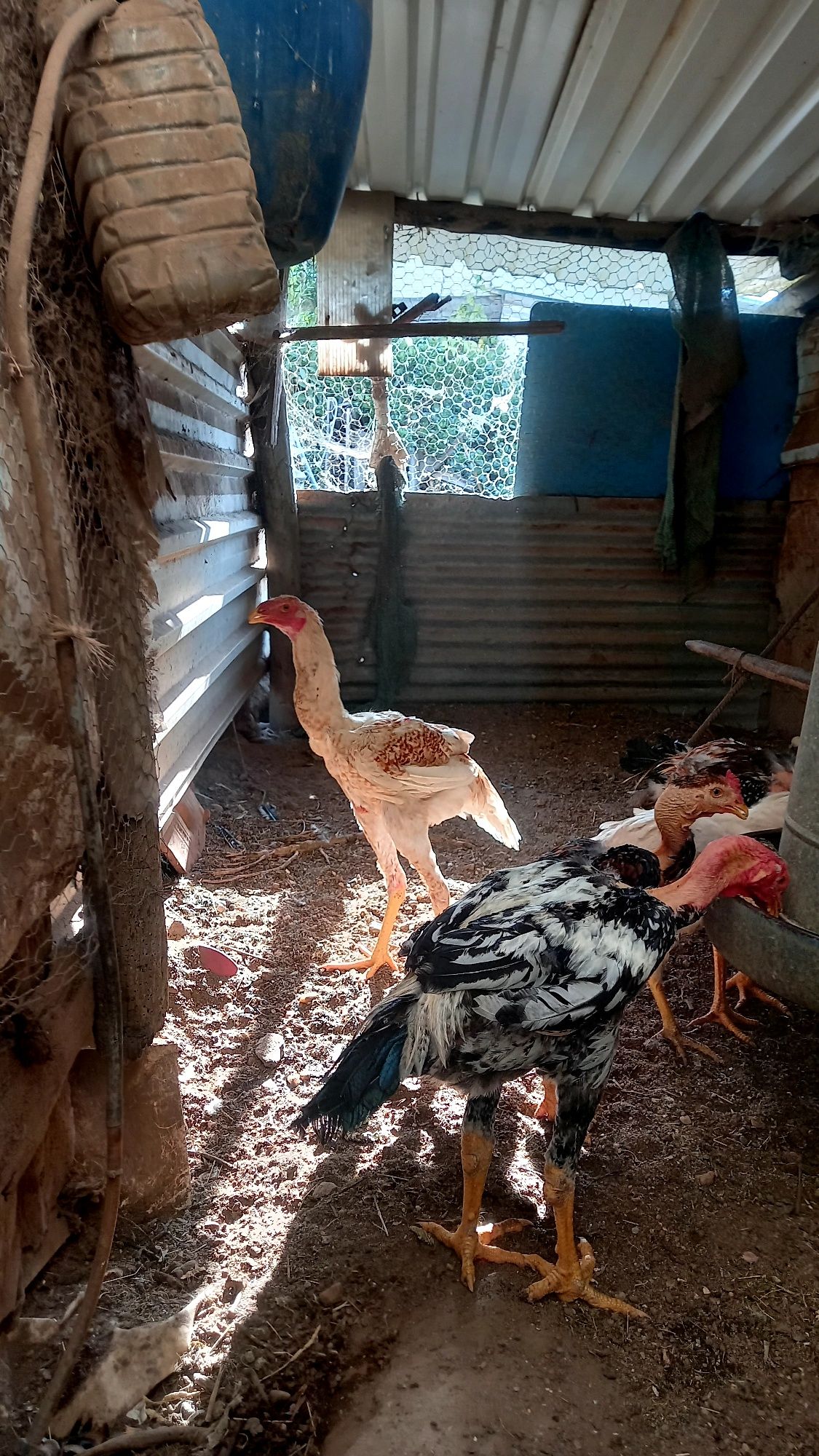 Frangos polacos e indio gigante