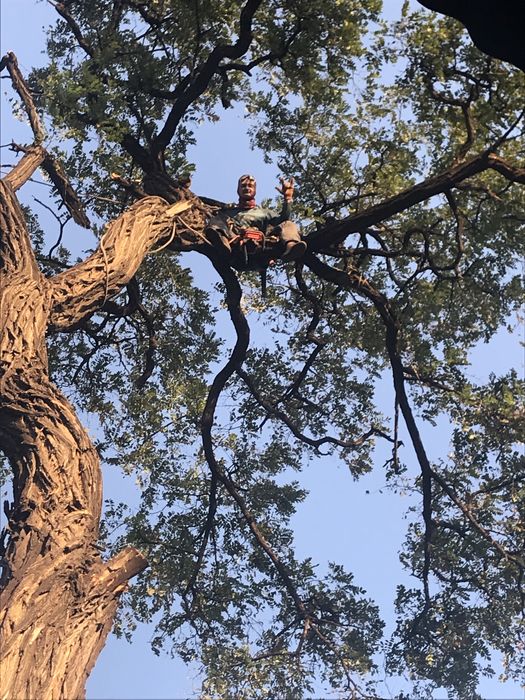 Спил високих дерев , зрізання аварійних гілок) є необхідне спорядження