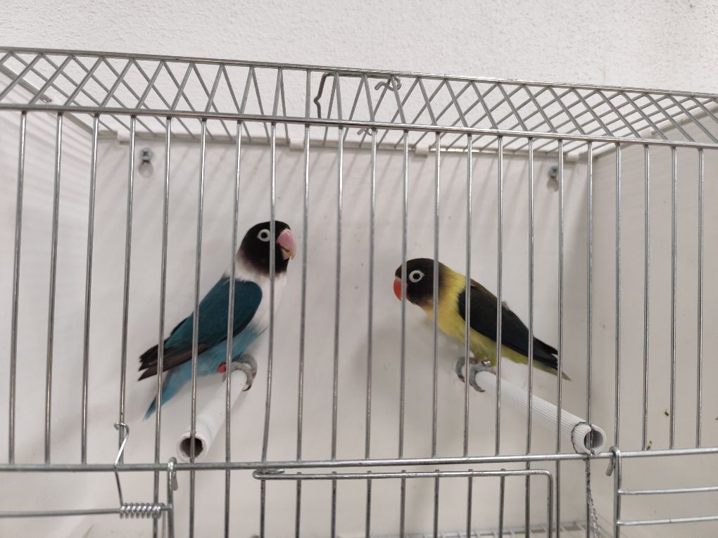 Agapornis Personatus