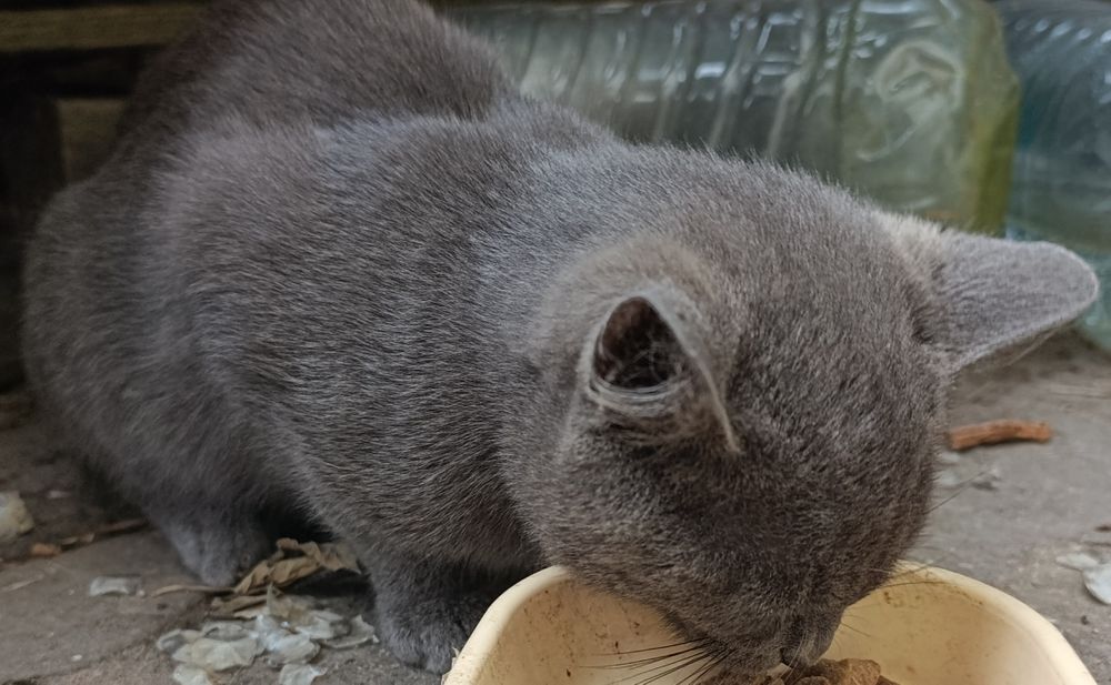 Віддам маленьких кошенят в хороші люблячі руки