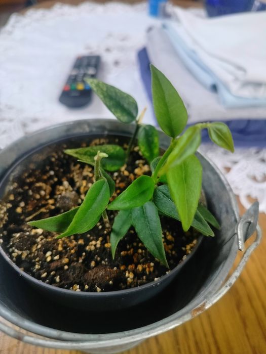 Hoja Bella 3 sadzonki