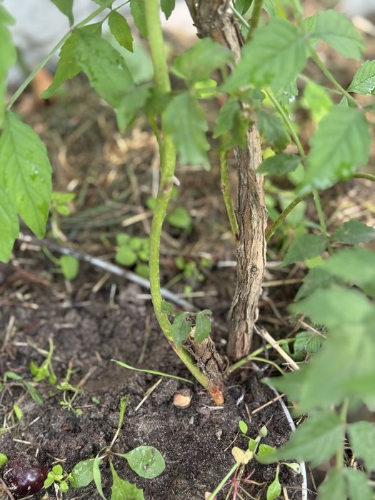 Кампсіс помаранчевий 5 років