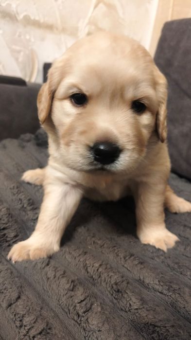 Цуцентка лабрадорів