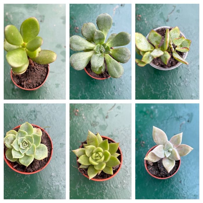 Suculentas com raizes 0,25€