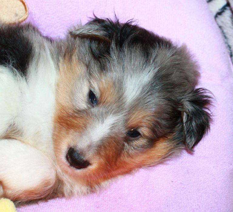 owczarek szetlandzki piesek blue merle