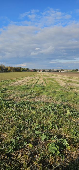 Działki Rolne , Czarnoziemy  przy drodze 1,5 ha Zimno gmina Łaszczów