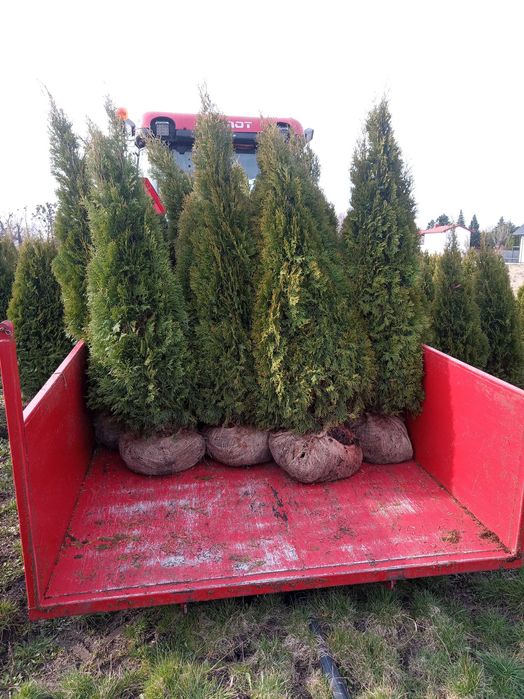 Promocja !!!  Tuje szmaragd z gruntu. Różne wysokości.  Piękne.
