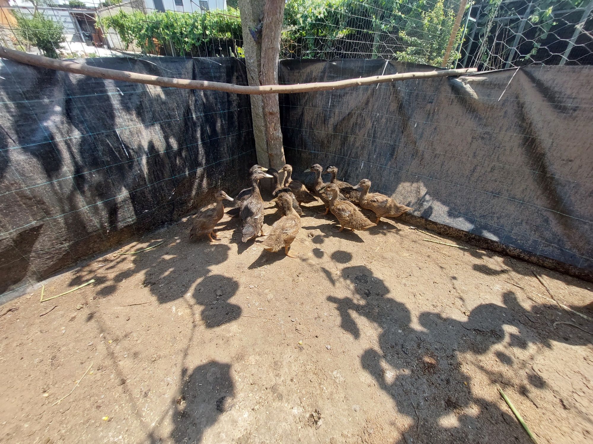 Vendo 11 patos Ruen