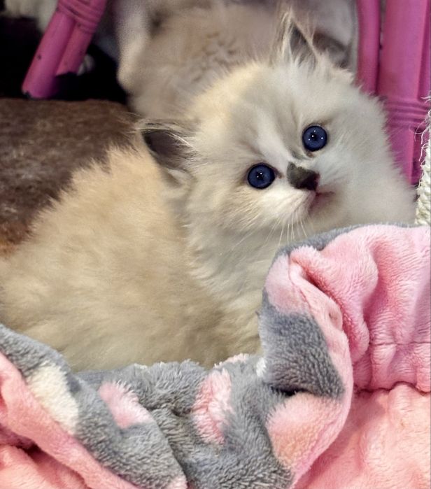 Kocurek Ragdoll - Chrupcio