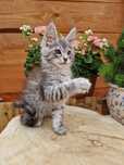 Rezerwacja Maine Coon, rodowód FPL