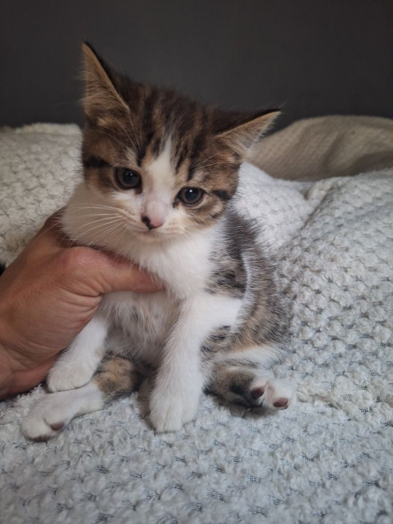koty do adopcji po Persie mamie