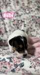 Jack Russell Terier
