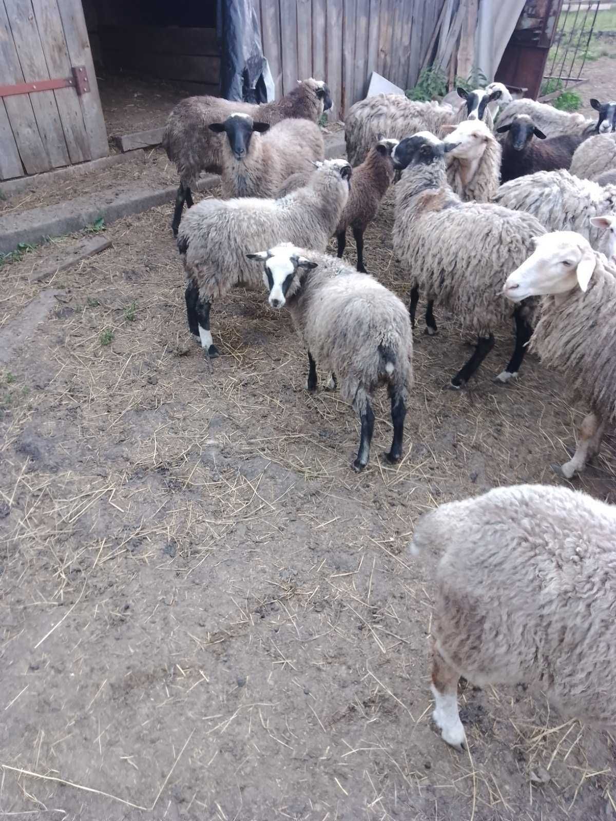 Вівці Романівські
