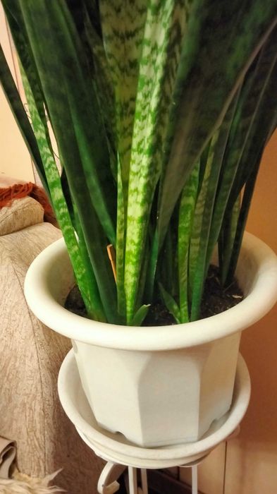 Кімнатні рослини - Sansewieria