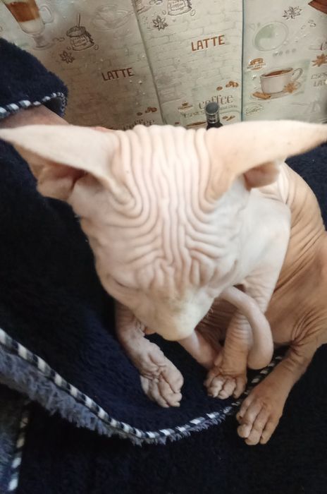 Канадский сфинкс