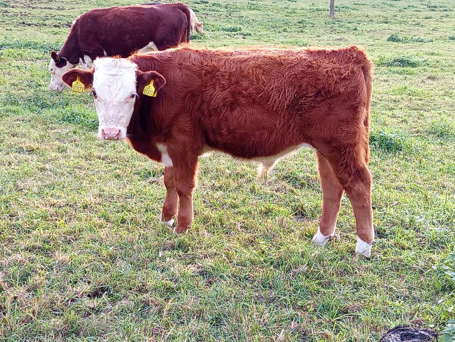 Byczek żarłok mięsny bydło hereford