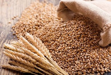 Skup zbóż , możliwość odbioru zboża prosto gospodarstwa