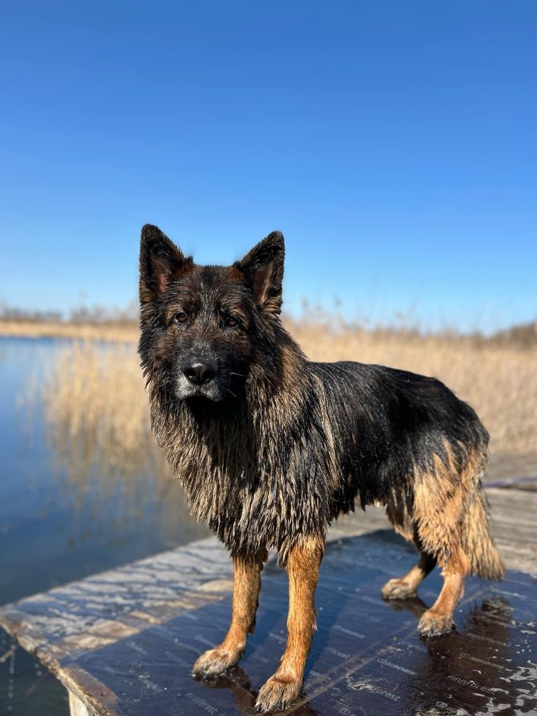RAMBO czeka na dom