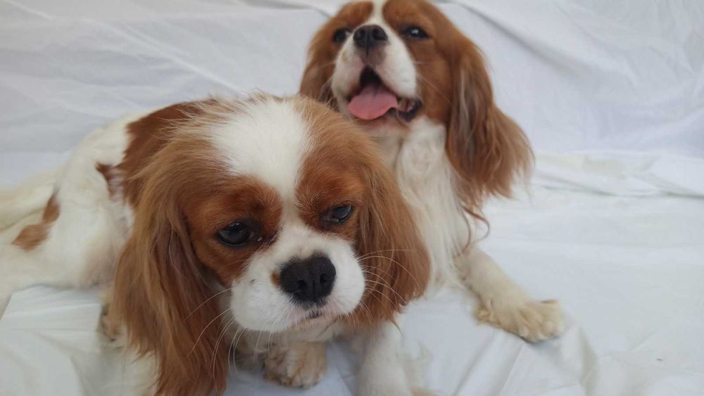 кавалер кинг чарльз спаниель вязка