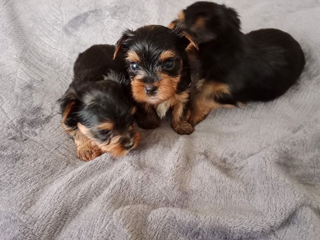Yorkshire terrier