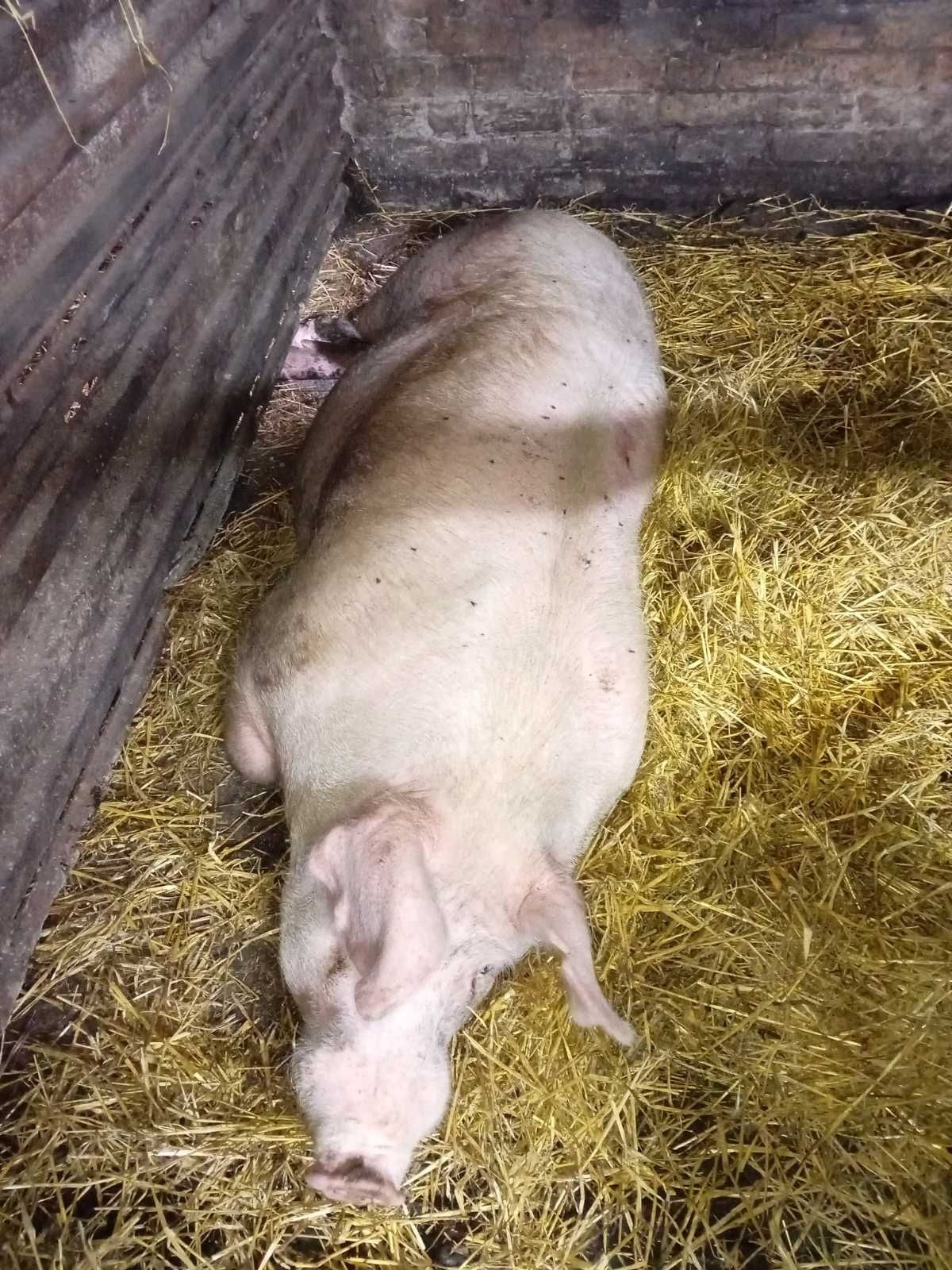 Продам кнура кастрованого