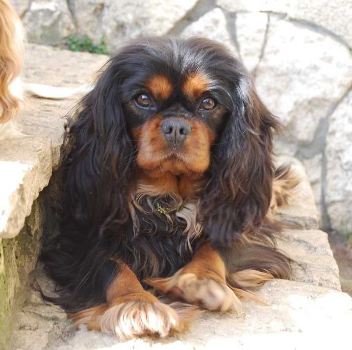 Cavalier King Charles Spaniel  - Piesek  ZKwP/FCI