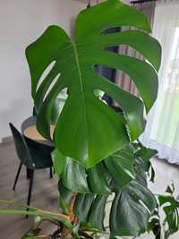 Monstera deliciosa duża 150cm