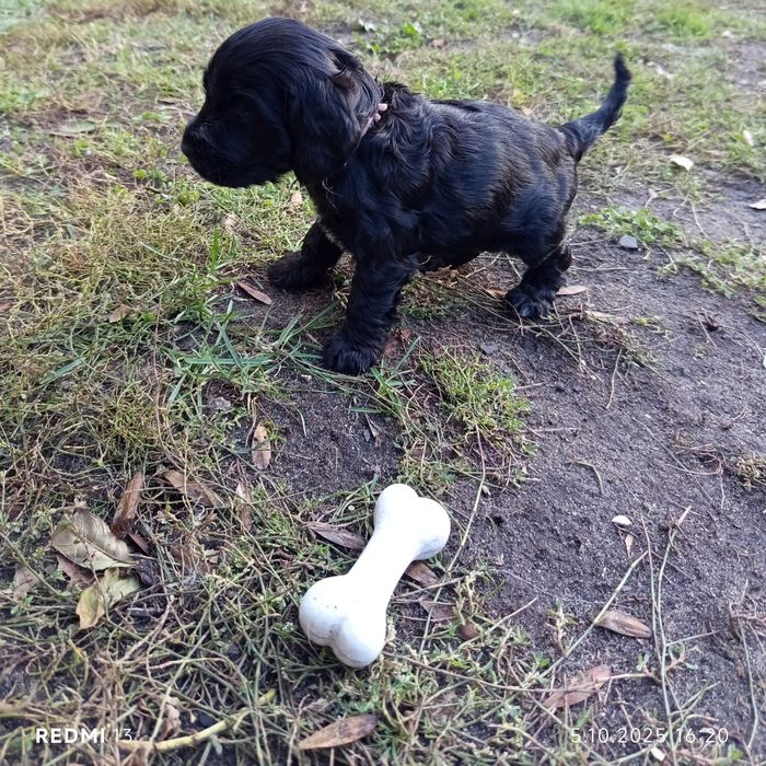 Piękne szczenięta rasy Cocker spaniel