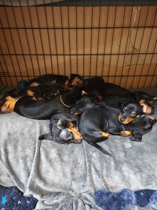 Хлопчики Цвергпінчери народилися 27.08.25 торг