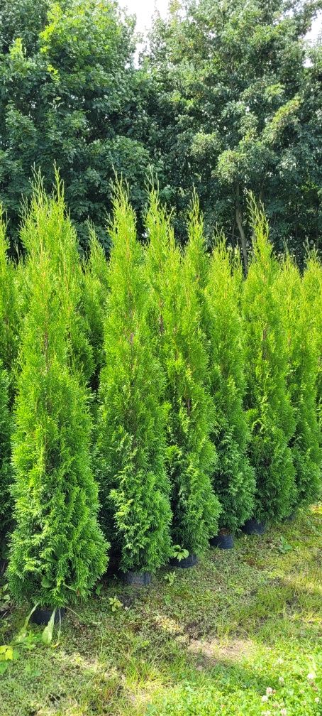 Tuja Smaragd 120 cm tuje szmaragd laurowisnia 140 thuja brabant leszno