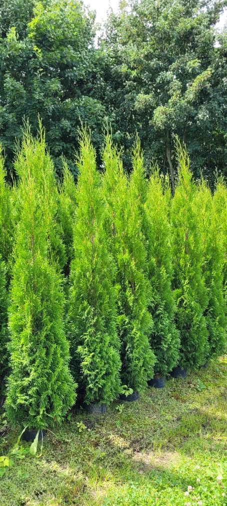 Tuja Smaragd 100 cm tuje szmaragd 140 thuja 100 leszno 150