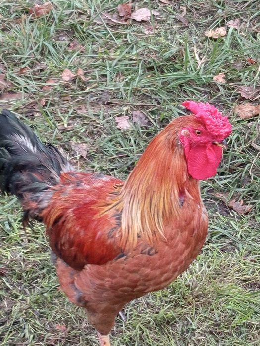 Kogut zagrodowy grzebień różyczkowy