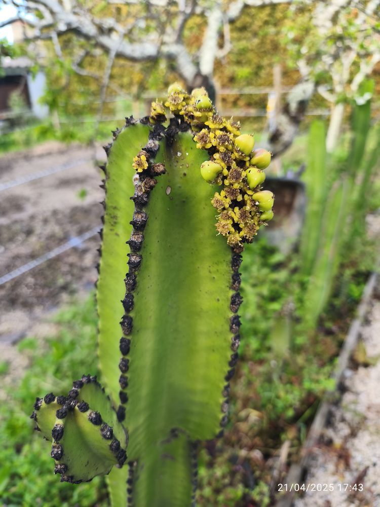 Cactos Mandacaru